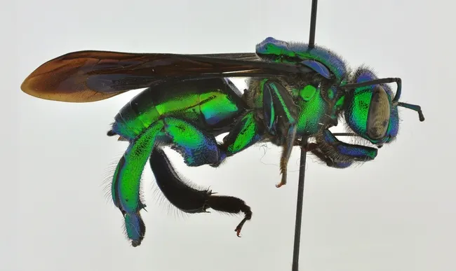 This is a parasitic orchid bee, Exaerete kimseyae, named for Lynn Kimsey.