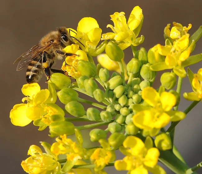 Honey bee foraging on a blooming bok choy. (Photo by Kathy Keatley Garvey)