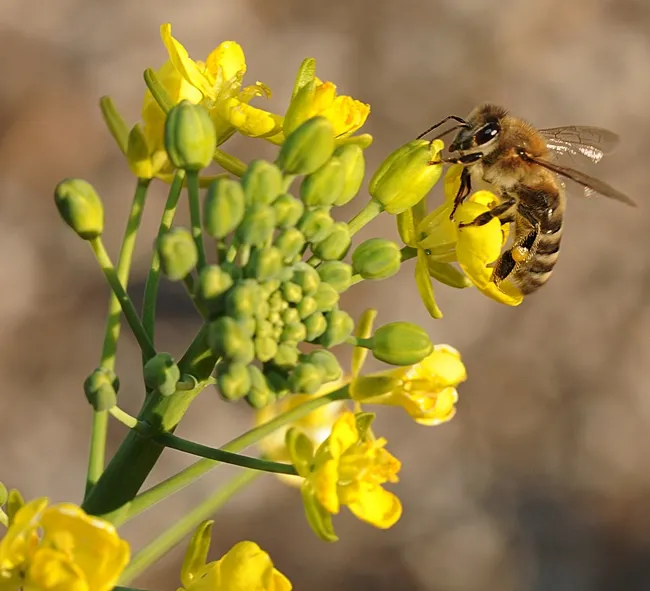 It's a wrap! Honey bee all wrapped up in a bok choy. (Photo by Kathy Keatley Garvey)