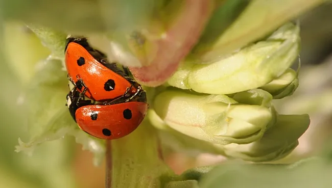Ladybugs, aka lady beetles, in fava beans. (Photo by Kathy Keatley Garvey)