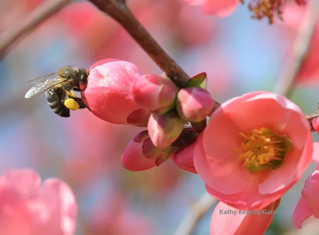 Honey bee visiting flowering quince. (Photo by Kathy Keatley Garvey)