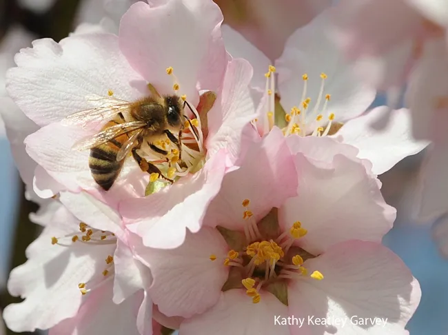 Honey bee pollinating almonds in Vacaville. (Photo by Kathy Keatley Garvey)