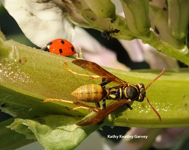 This photo clearly shows the long, narrow petiole between the thorax and abdomen. (Photo by Kathy Keatley Garvey)