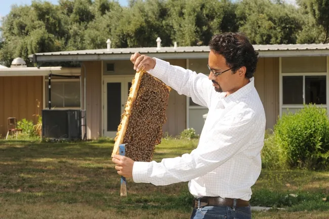 Brian Johnson checks out a frame at the Harry H. Laidlaw Jr. Honey Bee Research Facility at UC Davis. (Photo by Kathy Keatley Garvey)