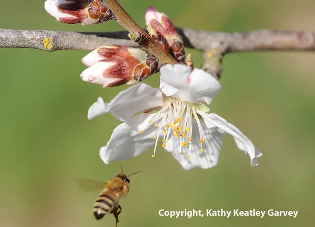 Honey bee heading for an almond blossom on Bee Biology Road at UC Davis. (Photo by Kathy Keatley Garvey)