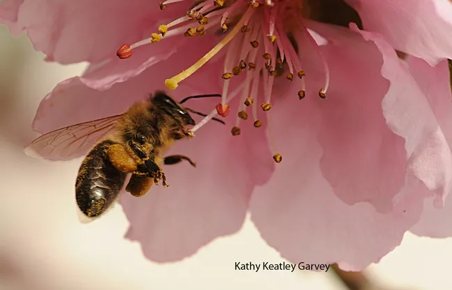 Honey bee packing pollen while foraging on a nectarine blossom. (Photo by Kathy Keatley Garvey