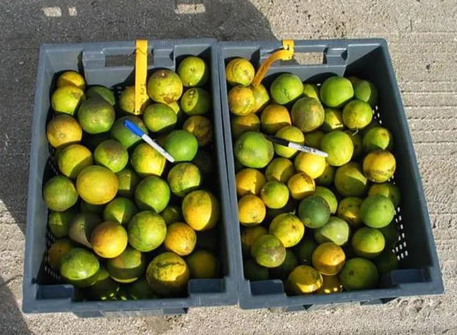 Bin at right shows Huanglongbing (HLB) symptoms caused by Asian citrus psyllid. At left: normal fruit. (Photo by S. E. Halbert, Florida Department of Agriculture and Consumer Services)