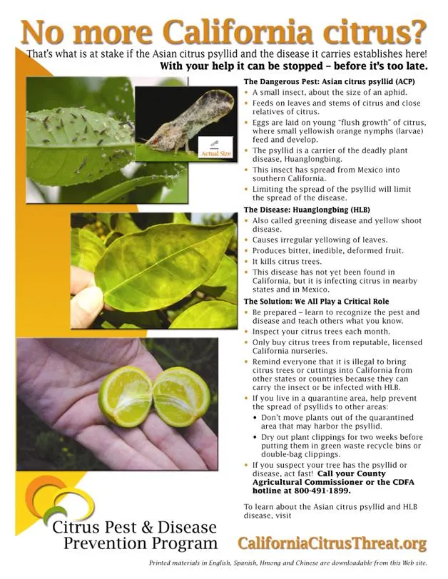 Citrus Flyer