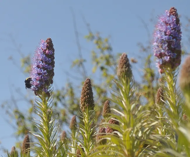 Yellow-faced bumble bee (Bombus vosnesenskii) foraging on the Pride of Maderia at Bodega Bay on Feb. 27. (Photo by Kathy Keatley Garvey)