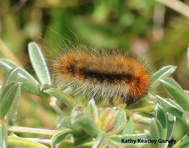 Close-up of woolly bear caterpillar on Bodega Head, Sonoma County. (Photo by Kathy Keatley Garvey)