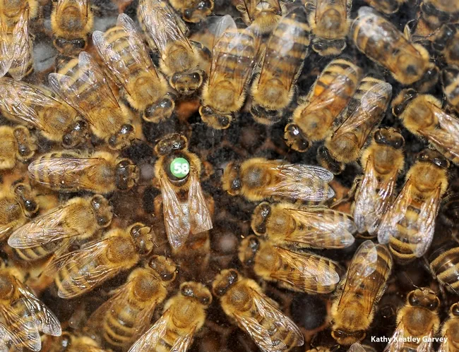 Queen and her court. (Photo by Kathy Keatley Garvey)