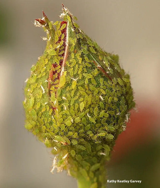 Aphids cover a rose bud. Some aphids can complete a generation in five days. (Photo by Kathy Keatley Garvey)