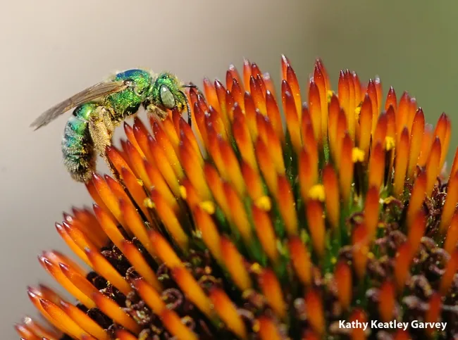 Female metallic green sweat bee, Agapostemon texanus, at the Haagen-Dazs Honey Bee Haven on Bee Biology Road, UC Davis. (Photo by Kathy Keatley Garvey)