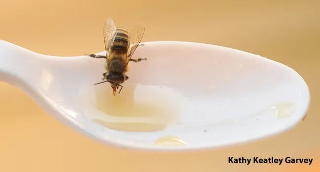 Honey bee sipping honey in the Harry H. Laidlaw Jr. Honey Bee Research Facility, UC Davis. (Photo by Kathy Keatley Garvey)