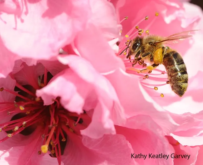 If the weather cooperates, visitors to the Davis Bee Sanctuary can see foragers on the nearby blossoms. This one is on a nectarine blossom. (Photo by Kathy Keatley Garvey)