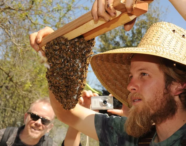 Derek Downey checks the cluster on a newly hived colony. (Photo by Kathy Keatley Garvey)