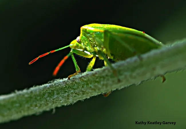 A red-shouldered stink bug peers at the camera.(Photo by Kathy Keatley Garvey)