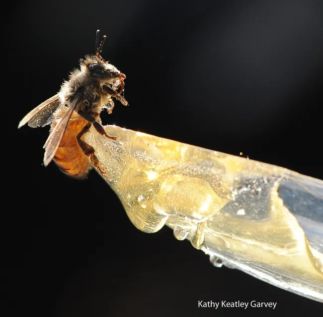 Drenched honey bee gets ready to sip honey from a plastic spoon. (Photo by Kathy Keatley Garvey