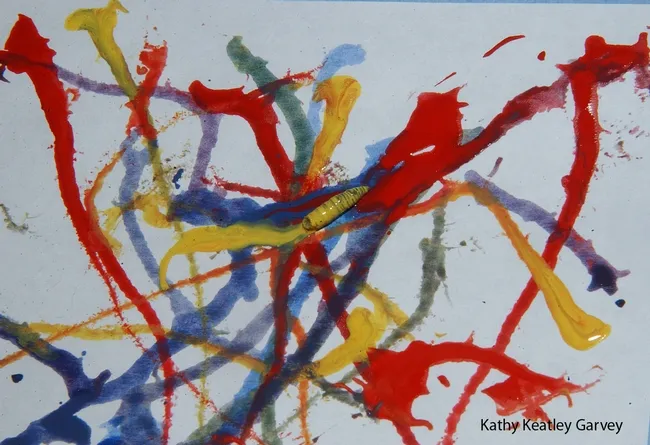 Maggot Art involves maggots dipped into and non-toxic, water-based paints. (Photo by Kathy Keatley Garvey)