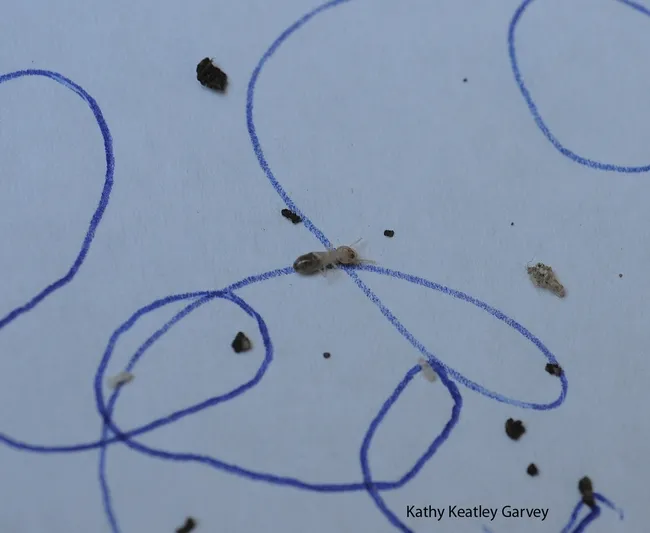 A termite follows the "pheromone" or chemical attraction of a Bic pin. (Photo by Kathy Keatley Garvey)