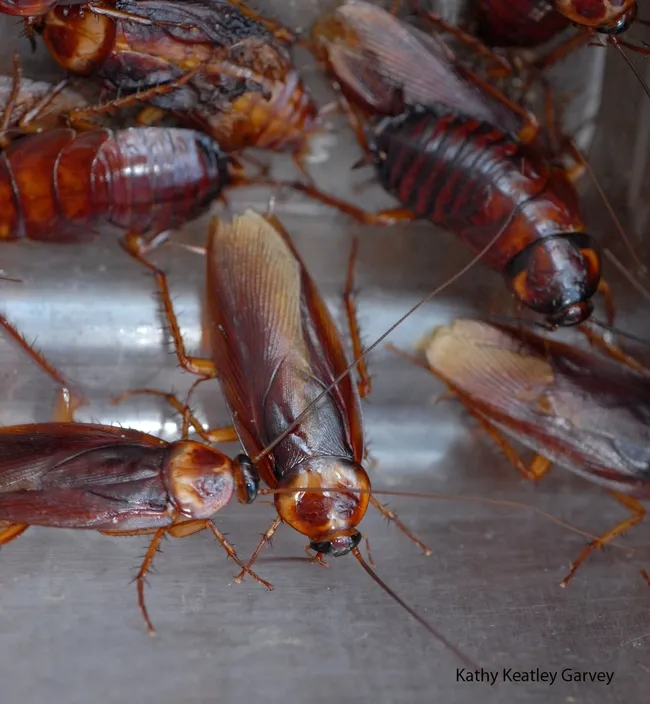 American cockroaches will compete in the cockroach races. (Photo by Kathy Keatley Garvey)
