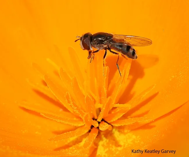 A syrphid or flower fly foraging on a poppy blossom. (Photo by Kathy Keatley Garvey