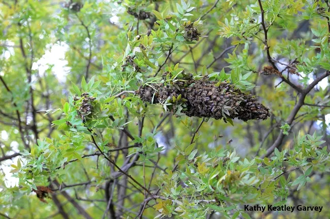 Honey bee swarm on the Harry H. Laidlaw Jr. Honey Bee Facility grounds on Friday the 13th. (Photo by Kathy Keatley Garvey)
