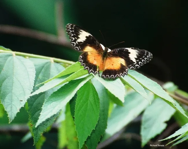 Malay Lacewing butterfly (Cethosia hypsea). Photographed by Richard Tenaza and identified by professor/butterfly expert Arthur Shapiro of UC Davis.