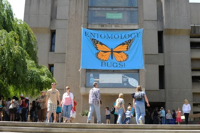 Bug banner at Briggs beckons. (Photo by Kathy Keatley Garvey)