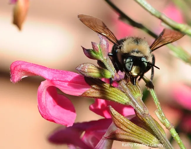 Male carpenter bee, Xylocopa tabaniformis orpifex, slitting the corolla. (Photo by Kathy Keatley Garvey)