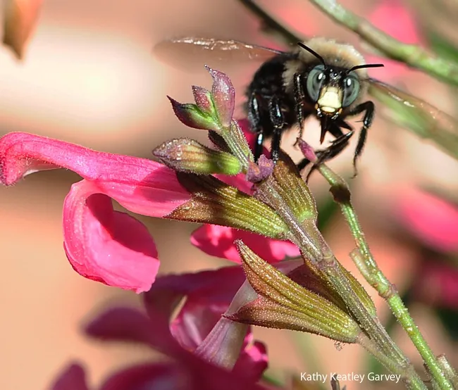 Male carpenter bee, Xylocopa tabaniformis orpifex, leaving the salvia. (Photo by Kathy Keatley Garvey)