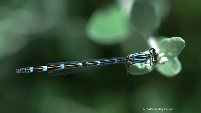 Common blue damselfly. (Photo by Kathy Keatley Garvey)