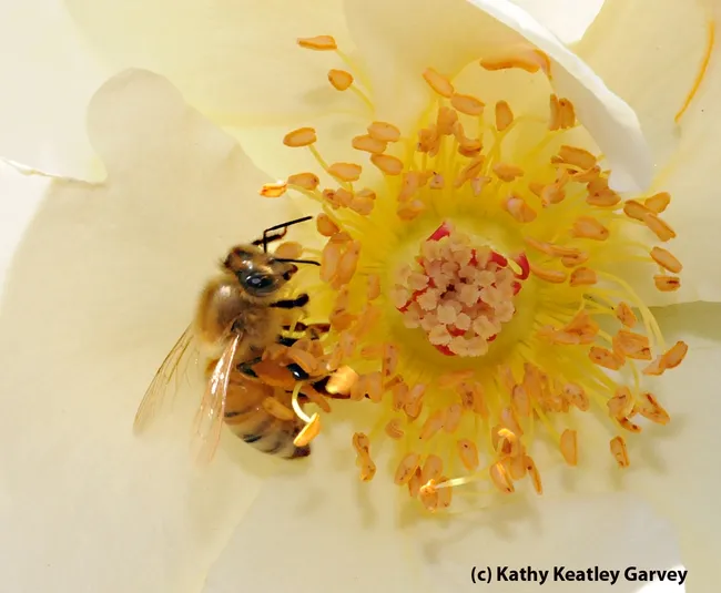 Honey bee foraging on a rose. (Photo by Kathy Keatley Garvey)