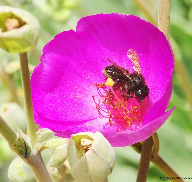 Female leafcutting bee, Megachile gemula, on rock purslane. (Photo by Kathy Keatley Garvey)