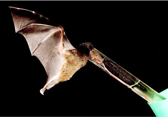 Nectar-feeding bat with a record-long tongue sips sugar-water from a tube. (Photo by Murray Cooper; photo courtesy of Nathan Muchhala)