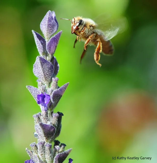 Honey bee in flight, heading toward a lavender blossom. Note the varroa mite on her head. (Photo by Kathy Keatley Garvey)