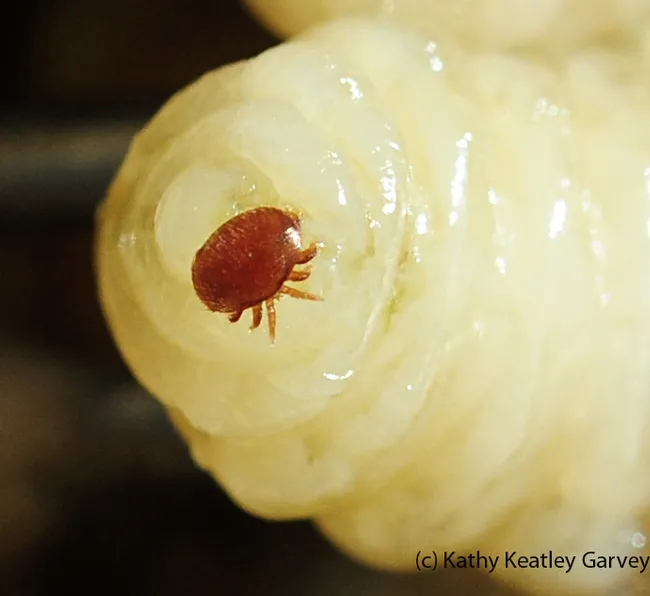 Close-up of varroa mite on drone pupa. (Photo by Kathy Keatley Garvey)