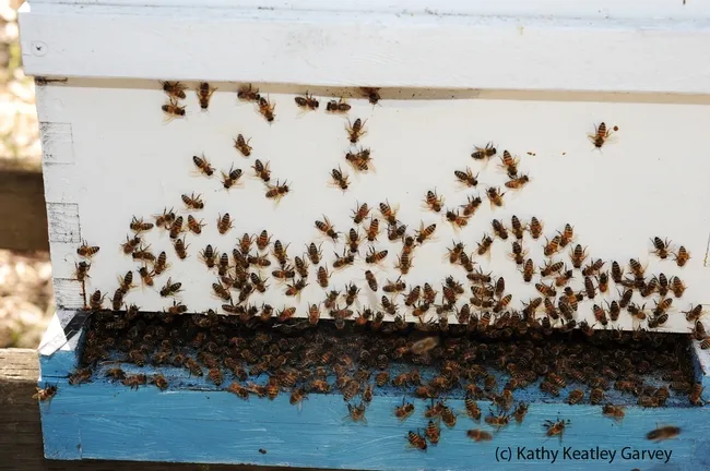 Honey bees engaging in washboarding behavior with "rocking" or up-and-down movements. (Photo by Kathy Keatley Garvey)