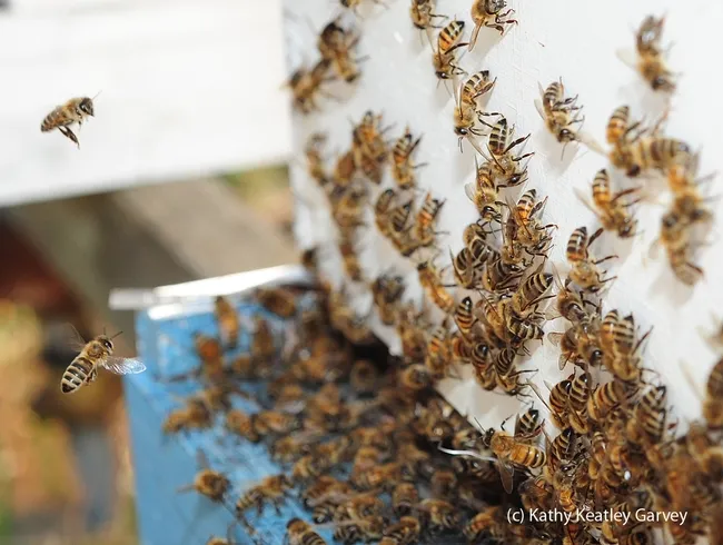 Foragers flying back to the hive as their sisters engage in washboarding activity on the wall, or what Susan Cobey calls "sweeping the front porch." (Photo by Kathy Keatley Garvey)