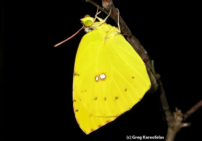 Newly emerged California dogface butterfly. (Photo by Greg Kareofelas)