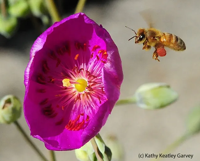 Honey bee packing red pollen from rockpurslane. (Photo by Kathy Keatley Garvey)
