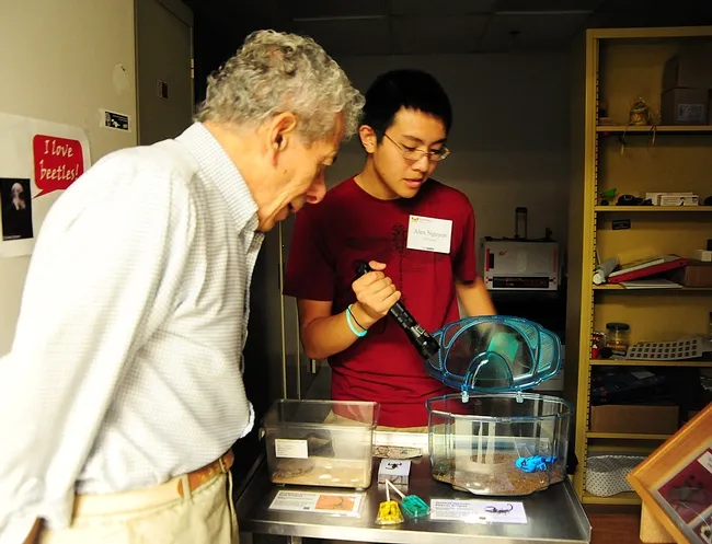 UC Davis entomology undergraduate student Alexander Nguyen flashes a UV light on a scorpion, as Professor Demosthenes Pappagianis, M.D., Ph.D., of Medical Microbiology and Immunology, watches. (Photo by Kathy Keatley Garvey)