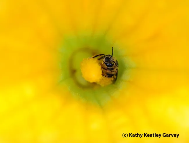 VEGETABLE--A squash bee nestled in a squash blossom. (Photo by Kathy Keatley Garvey