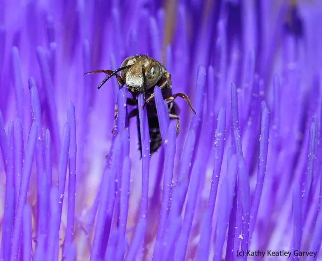 Male cuckoo leafcutting bee (genus Coelioxys) emerges from the purple strands of an artichoke blossom. (Photo by Kathy Keatley Garvey)