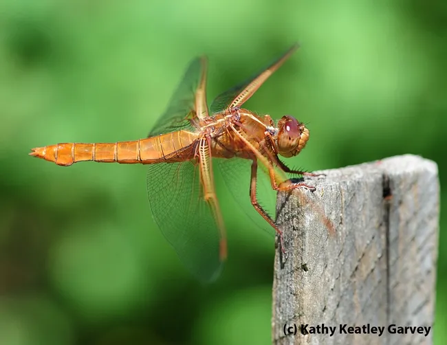 Flame skimmer perched on a tomato plant-stake. (Photo by Kathy Keatley Garvey)