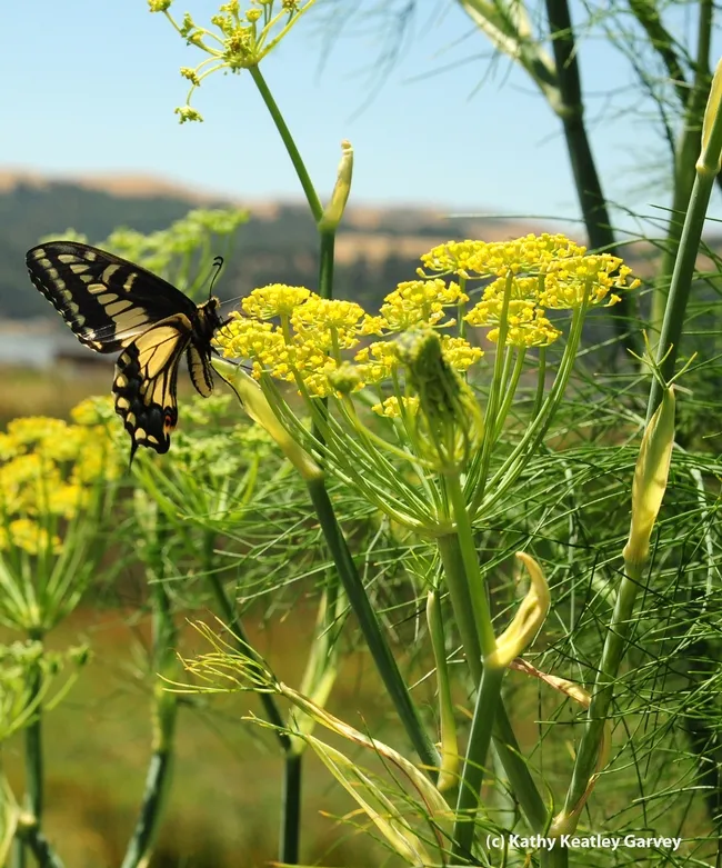 Female anise swallowtail,Papilio zelicaon, as identified by butterfly expert Art Shapiro of UC Davis, visiting anise at the Benicia Marina. (Photo by Kathy Keatley Garvey)