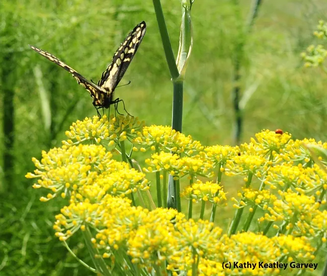 A female anise swallowtail,Papilio zelicaon, touches down on anise at the Benicia Marina. (Photo by Kathy Keatley Garvey)