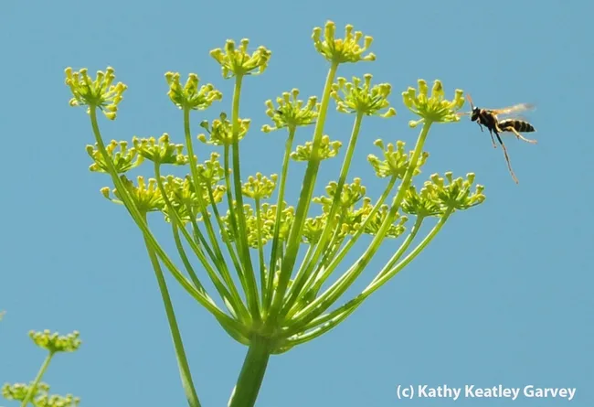 European paper wasp, apparently scouting the anise for butterfly eggs. (Photo by Kathy Keatley Garvey)