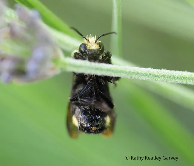 Male yellow-faced bumble bee, Bombus vosnesenskii, appears to be doing a chin up. (Photo by Kathy Keatley Garvey)