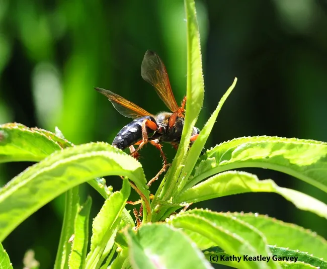 Green-eyed wasp, Tachytes sp., foraging on a nectarine tree. (Photo by Kathy Keatley Garvey)